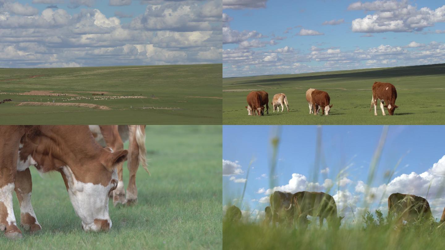 草原风光牛群牛吃草