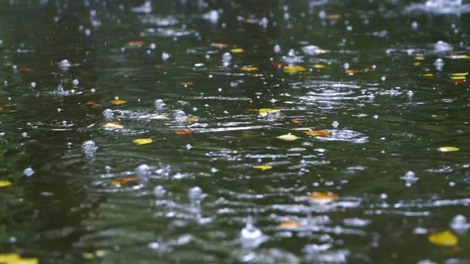 下雨水面雨滴落叶