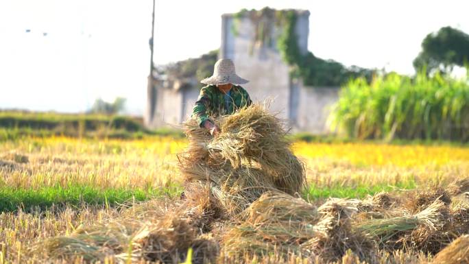 农妇正在田里捆扎收获的水稻