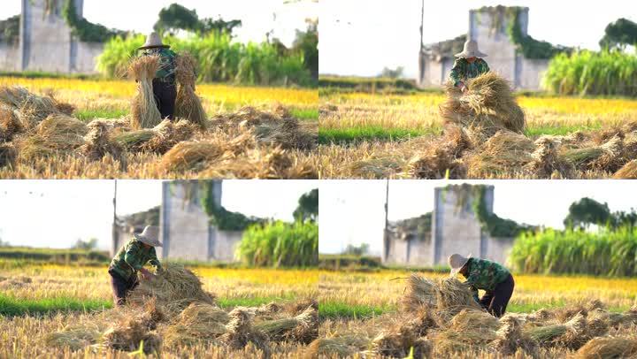 农妇正在田里捆扎收获的水稻