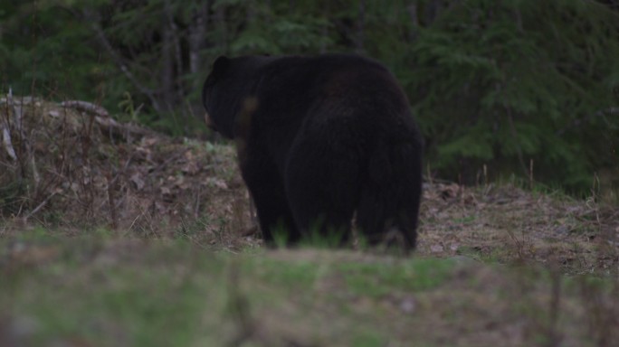 黑熊在加拿大的森林里行走