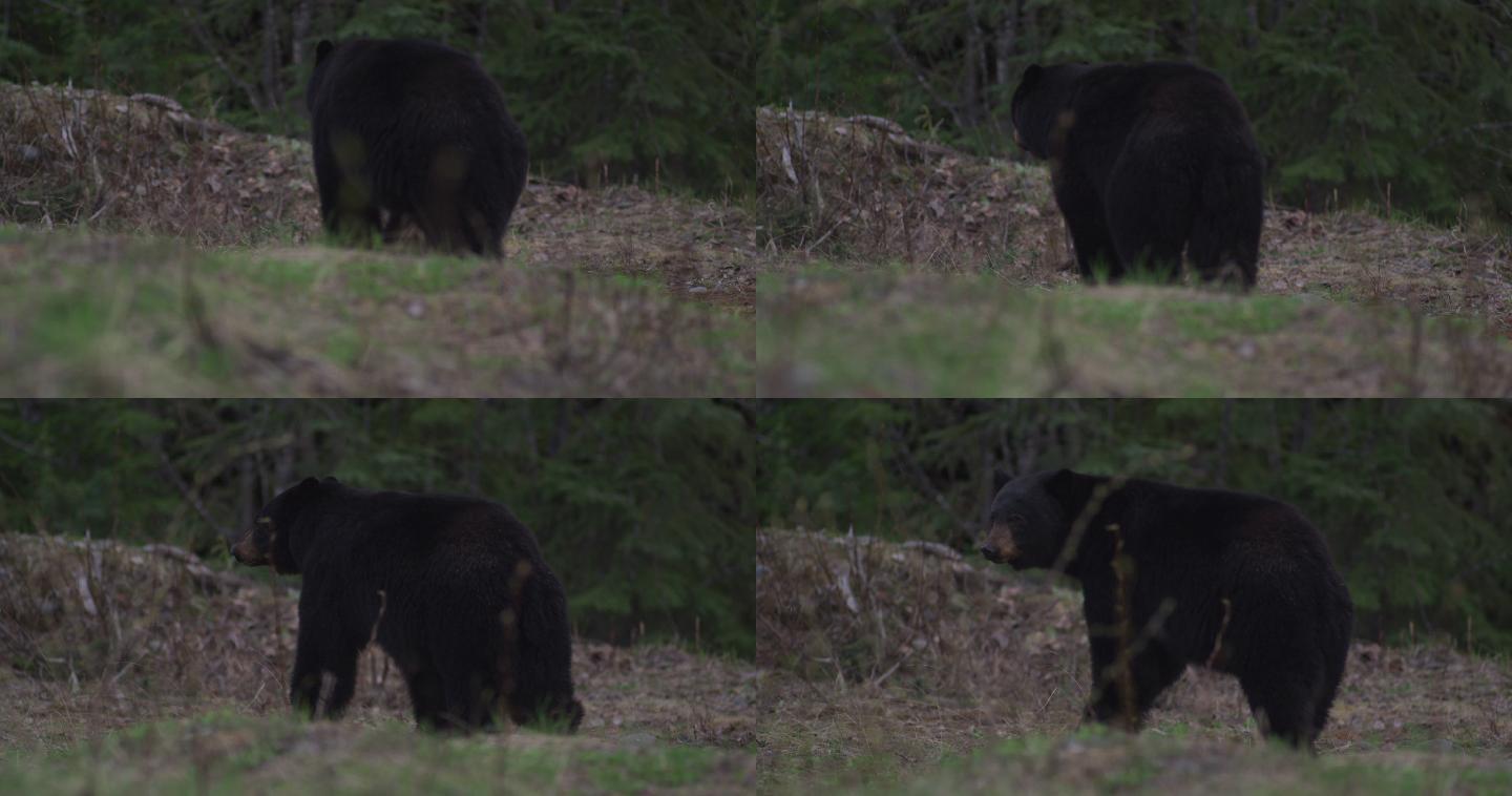 黑熊在加拿大的森林里行走