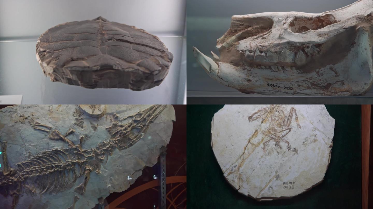 博物馆内的化石