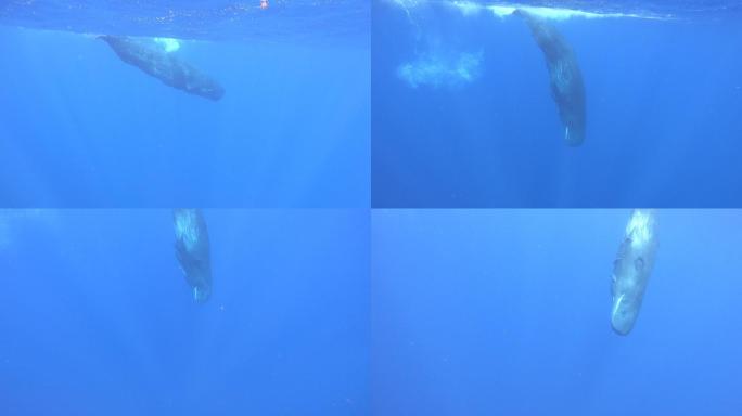 与鲸鱼近距离同游的水下视频素材