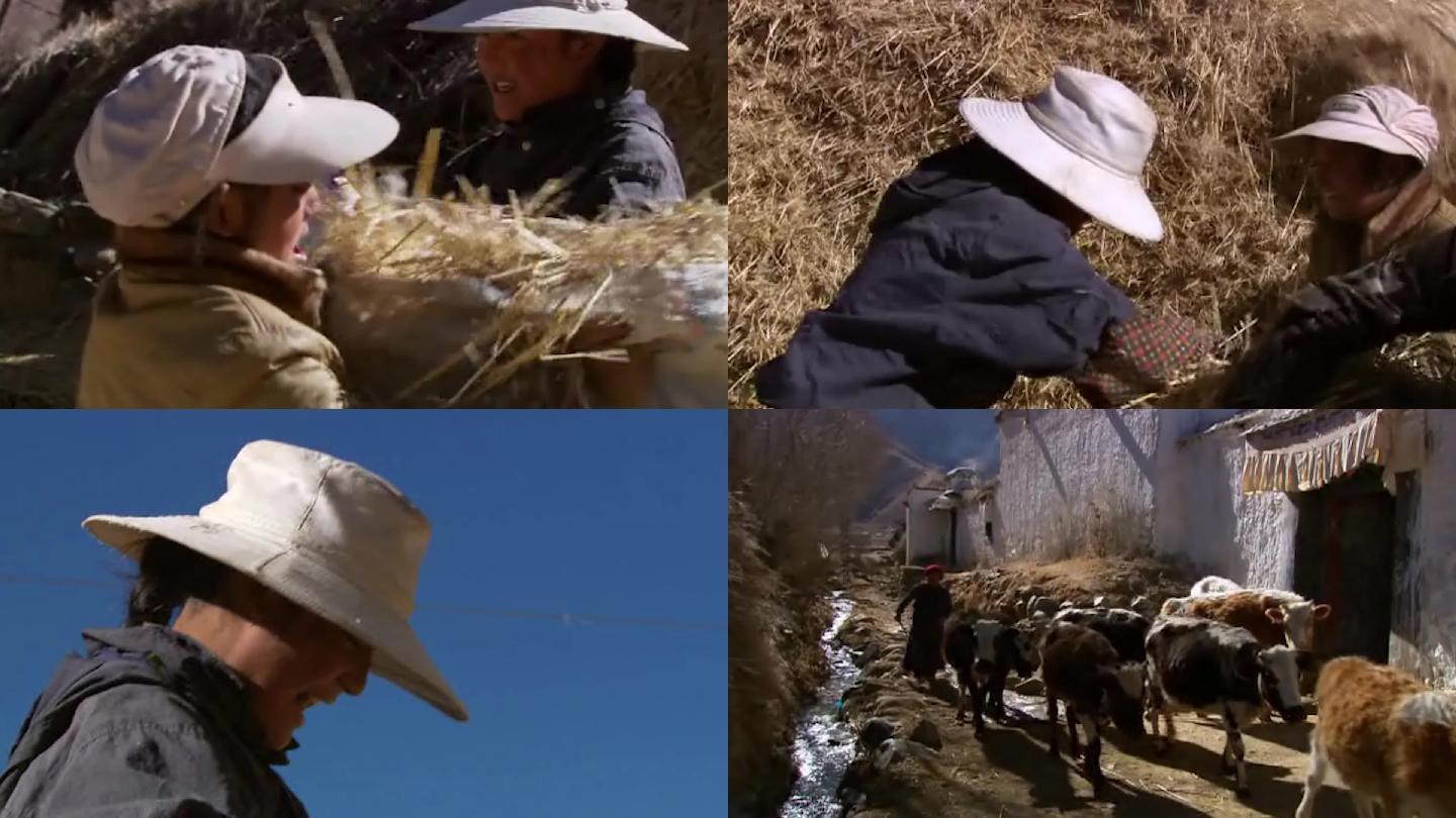 90年代藏族喂牛的干草饲料
