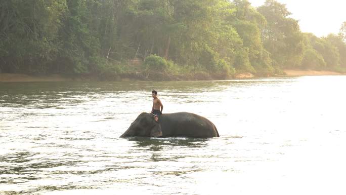 骑着大象在河里戏水