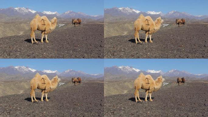 雪山下戈壁滩三只骆驼