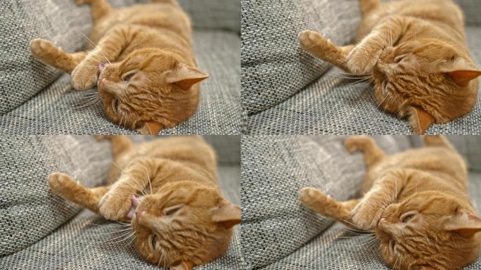 橙色斑猫躺在沙发上舔爪子