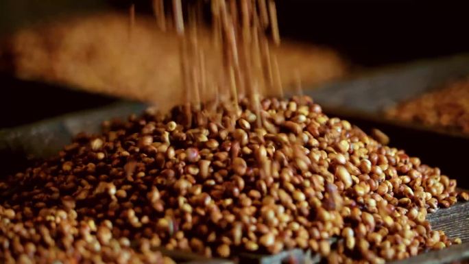 大丰收高粱米粒滑落五谷杂粮素材酿酒原料