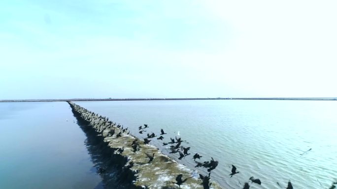 海鸥纪实海鸥浅滩海鸥栖息地海鸥