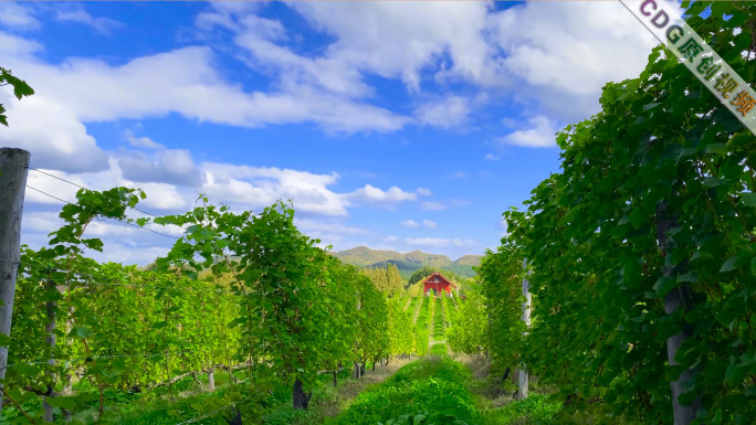 唯美葡萄园葡萄种植绿色农场红酒庄园航拍