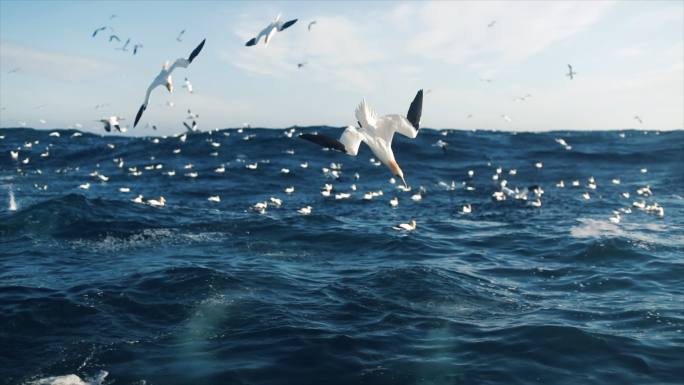 北塘鹅海鸥海浪高空坠海里玩耍的鸟