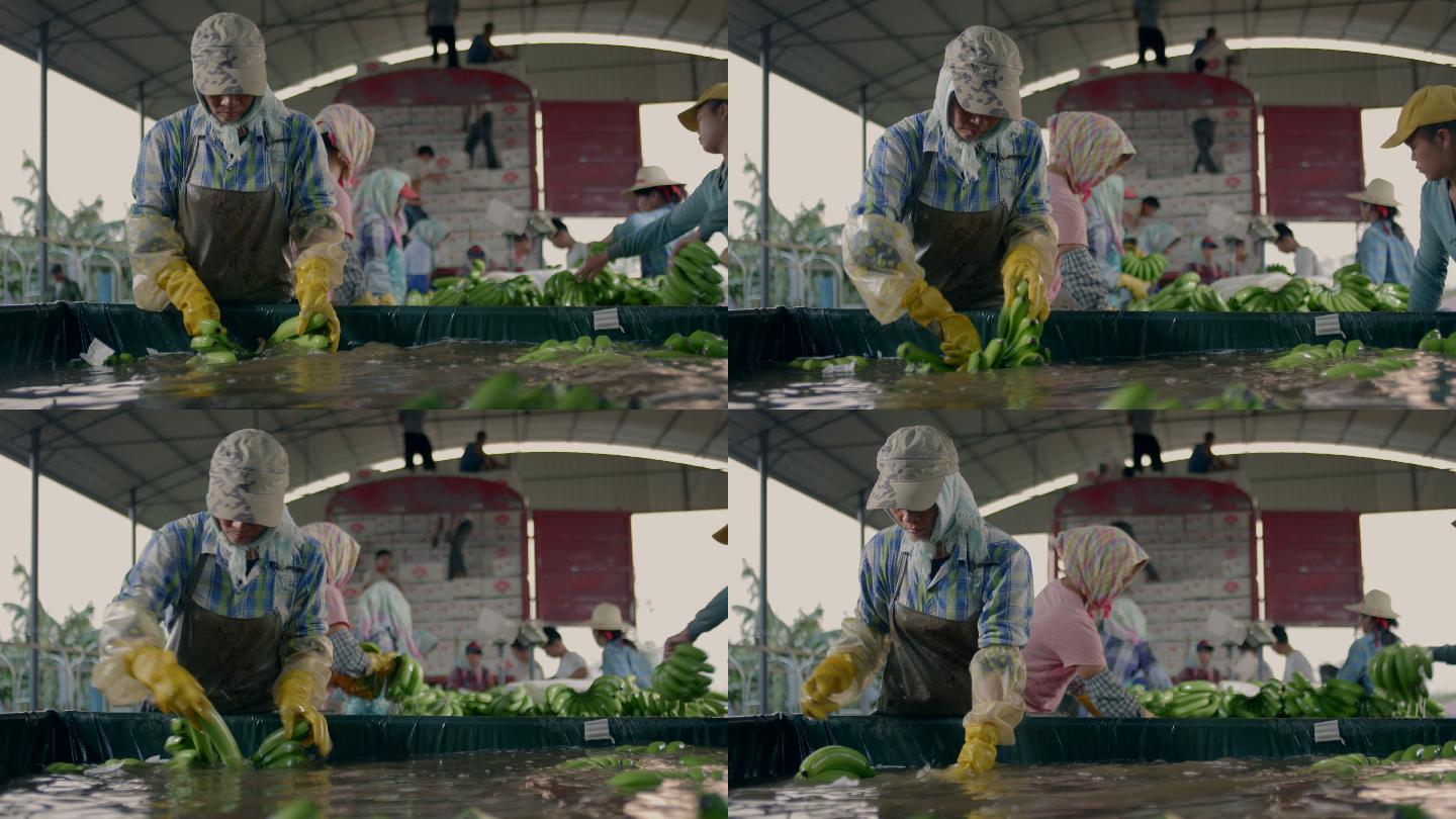 老挝香蕉种植园的农民清洗刚采摘的香蕉