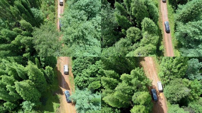 两辆车穿过森林中的小道