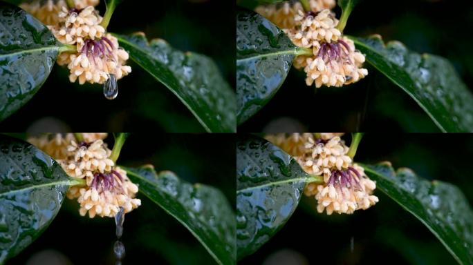 雨中的桂花 下雨雨滴雨水 水珠露珠 白露