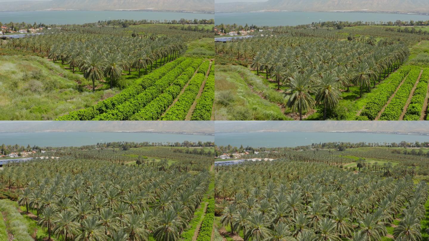 阳光下的种植园视频素材厂牌椰子树