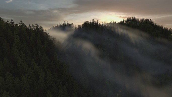 太阳照射进入清晨充满雾气缭绕的树林