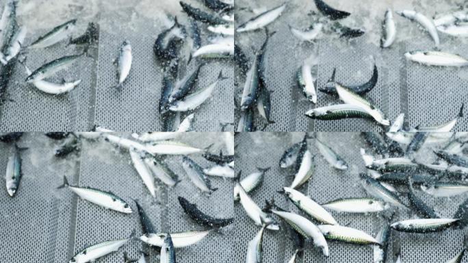 渔业：北海渔船上捕获的大量鲭鱼