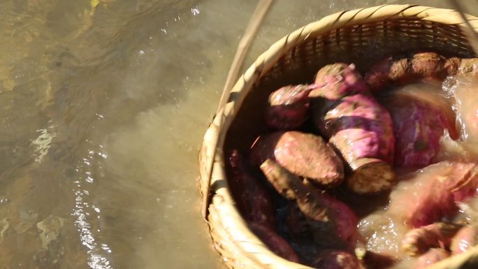 浙江农村传统农产品红薯粉番薯清洗原素材