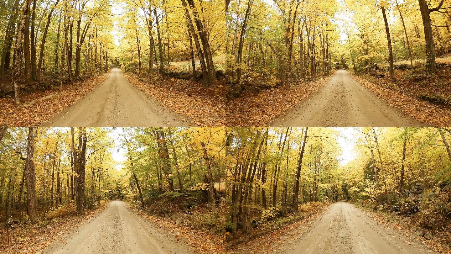 秋天的公路枫叶落叶秋天银杏古树枯树