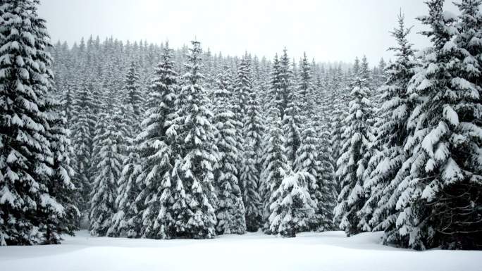 田园诗般的冬景白色