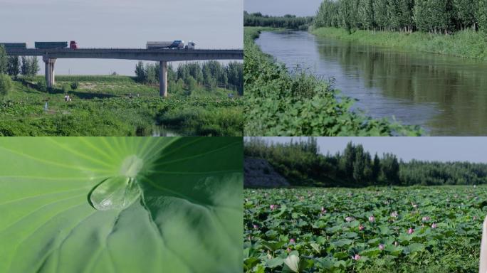 平原河流 荷花  交通 荷叶 水滴