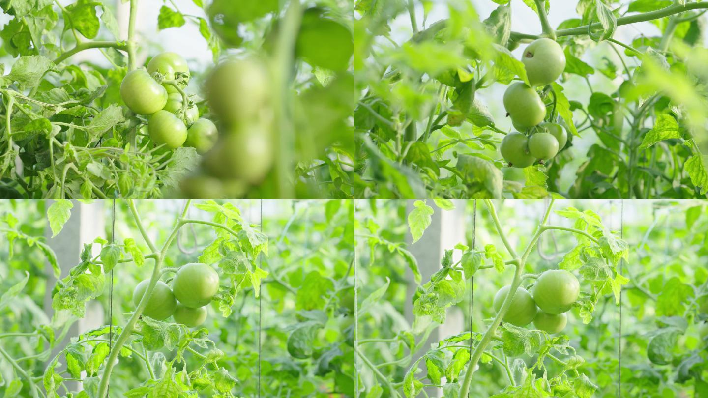 青番茄 西红柿 蔬菜 种植 大棚种植