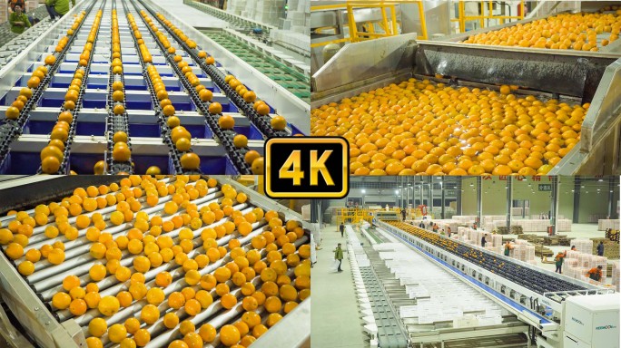 赣南脐橙大型现代化加工厂4K