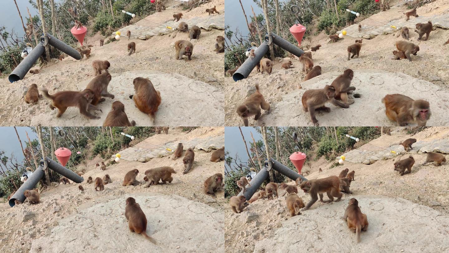 猴子 岛屿 猴子岛 猴山 动物