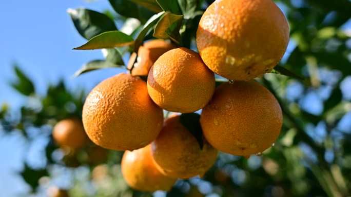 果园橘子成熟橙色黄果柑挂满枝头