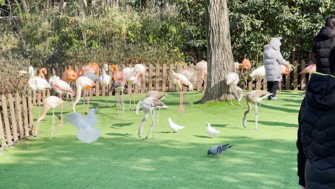 上海野生动物园火烈鸟喂食