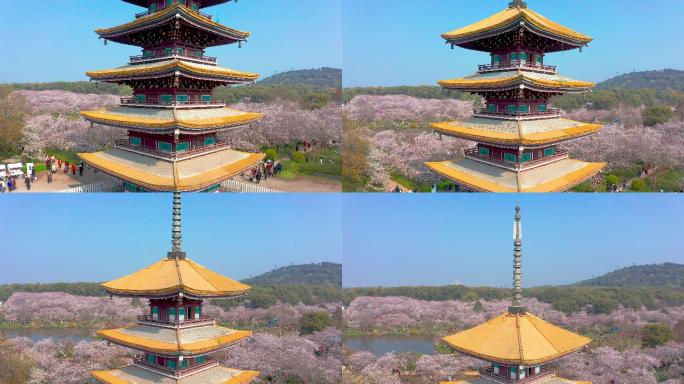 湖北武汉东湖樱花与五重塔