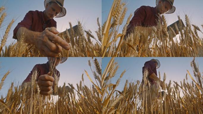 农民在田间对小麦进行检查