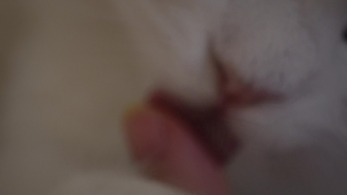 布偶猫咪舔手猫舌头倒刺 (5)