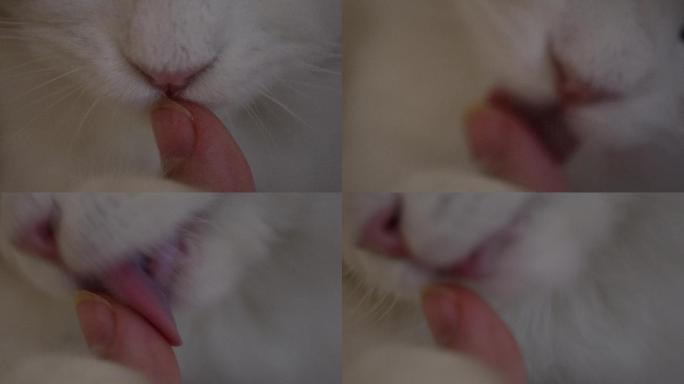 布偶猫咪舔手猫舌头倒刺 (5)
