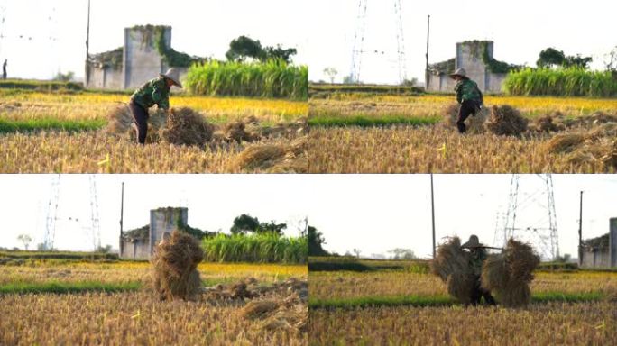 一个农妇正在捆扎收割的水稻