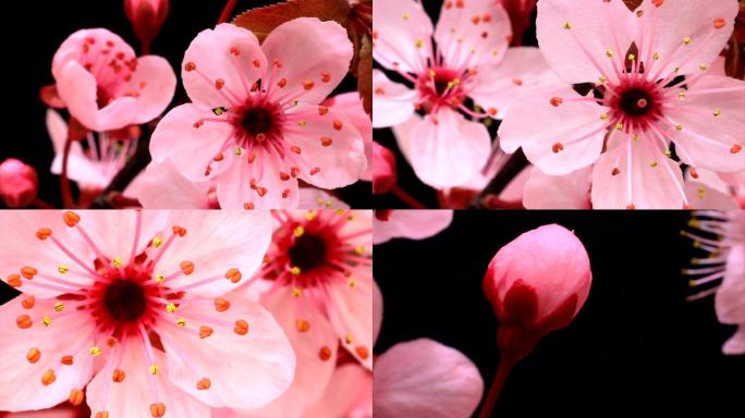 粉红色樱花盛开延时