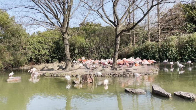 上海野生动物园火烈鸟