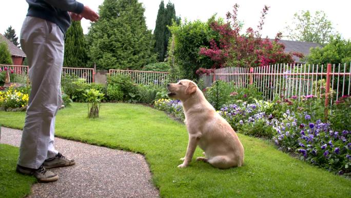 男人在后院用零食喂他的可爱的拉布拉多猎犬