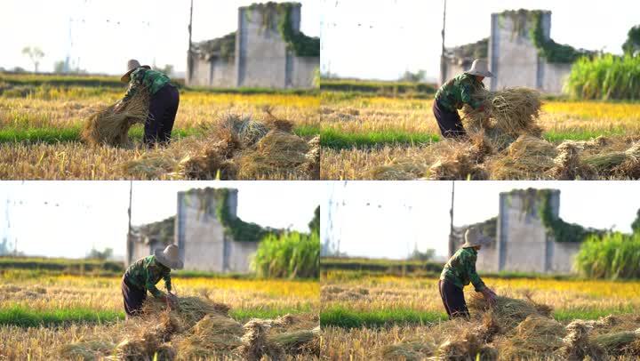 农妇在收拾水稻