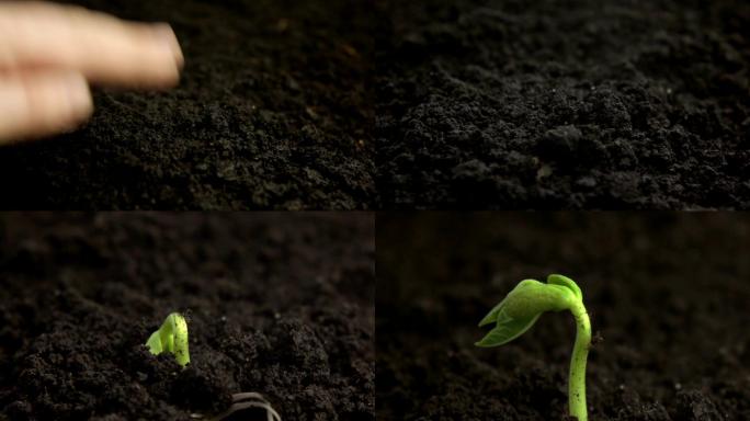 发芽豆法植物农业食品