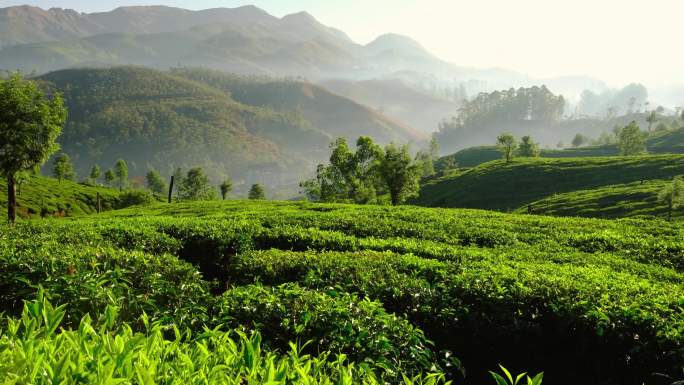 印度蒙纳尔的茶园绿茶茶厂茶山
