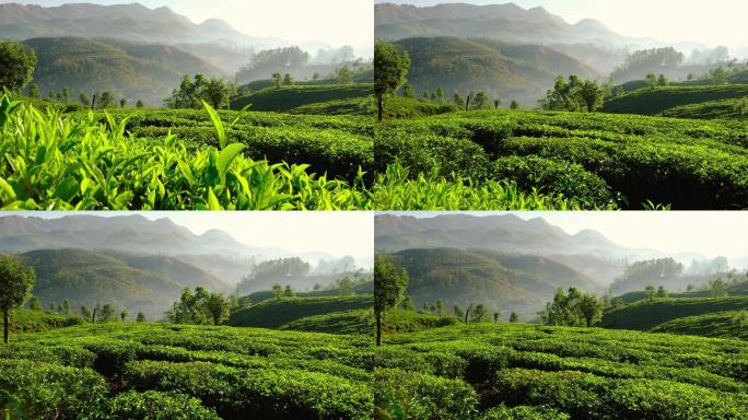 印度蒙纳尔的茶园绿茶茶厂茶山