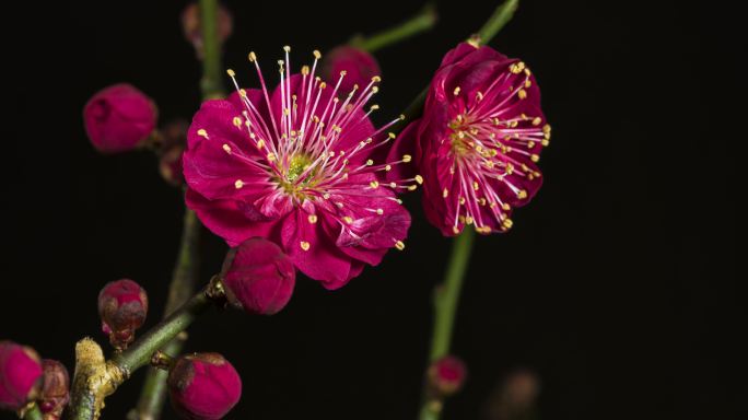 红梅花的时间流逝植物生长绽放花卉花蕊