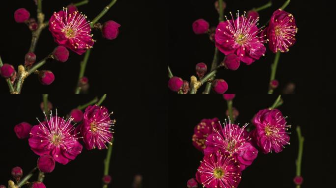 红梅花的时间流逝植物生长绽放花卉花蕊