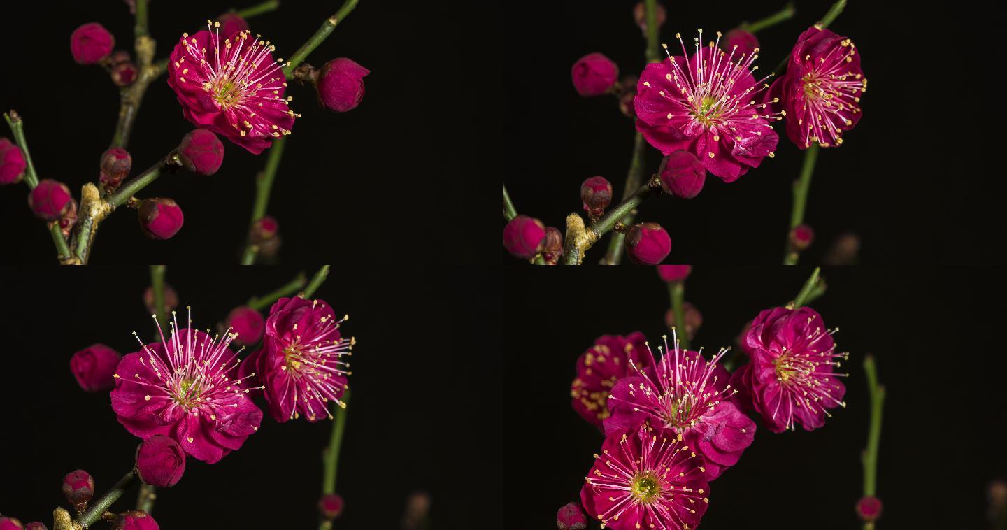 红梅花的时间流逝植物生长绽放花卉花蕊