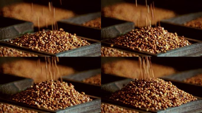 红高粱滑落五谷杂粮酿酒原料高粱米粒实拍
