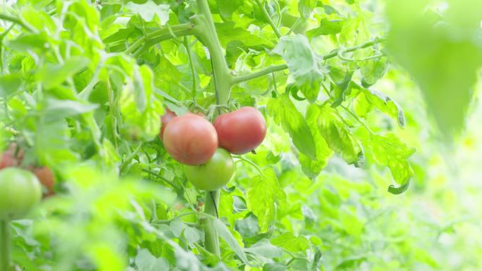 红番茄 红西红柿 蔬菜 西红柿