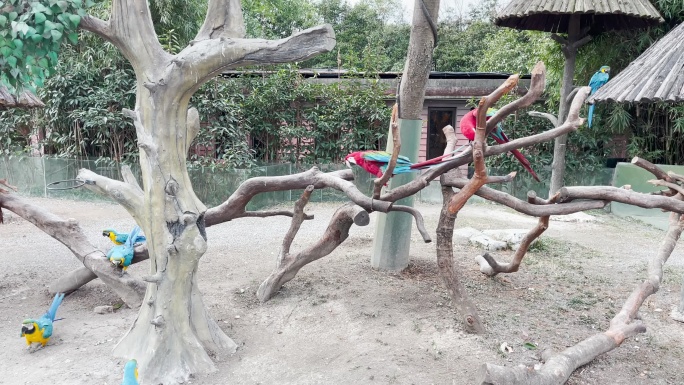 上海野生动物园鹦鹉