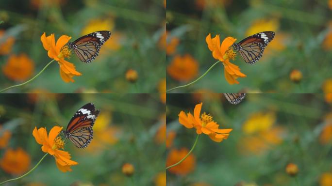 橙色花朵上的蝴蝶慢动作